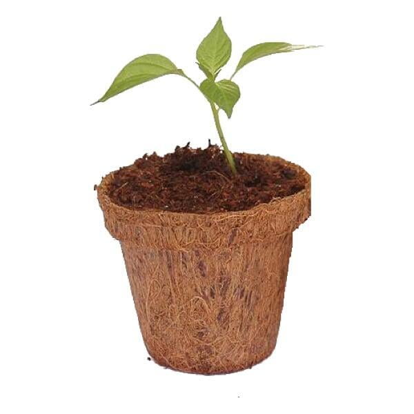 Coir pots and their advantages City Greens